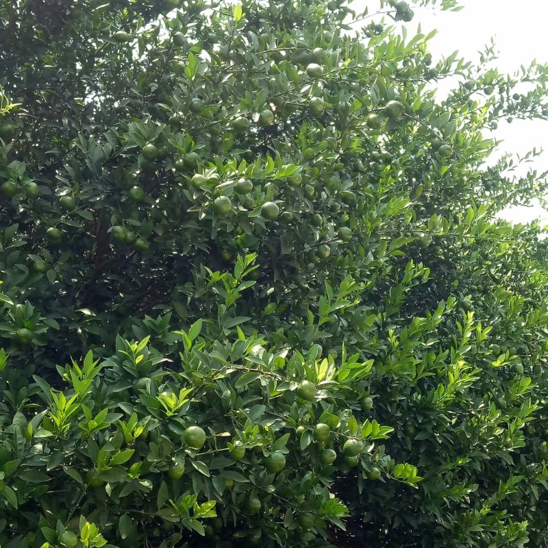 南丰密桔订货了