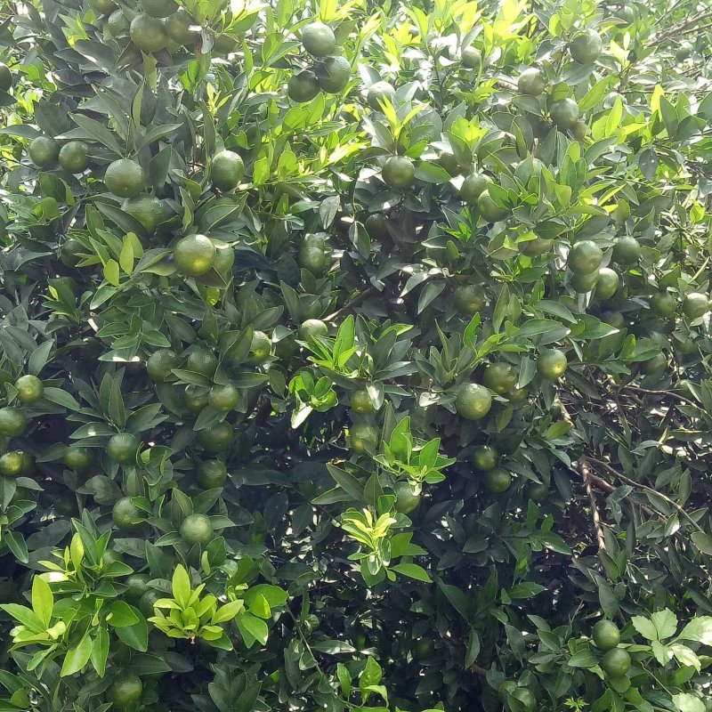 南丰密桔订货了