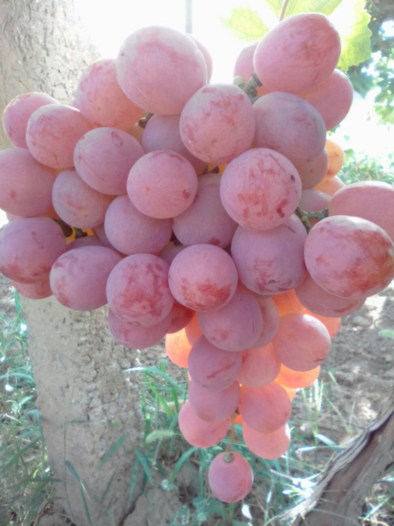 红提葡萄