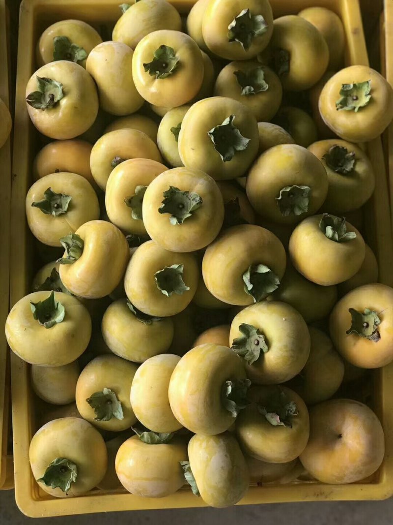 恭城月柿
