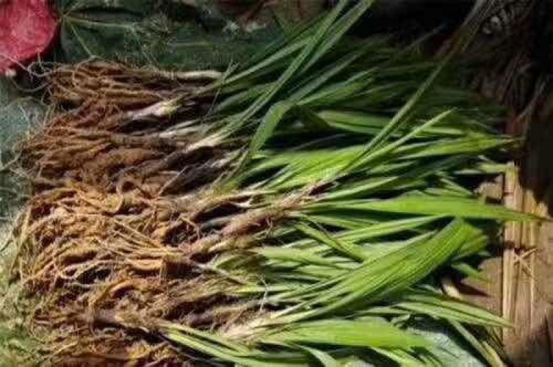 仙茅