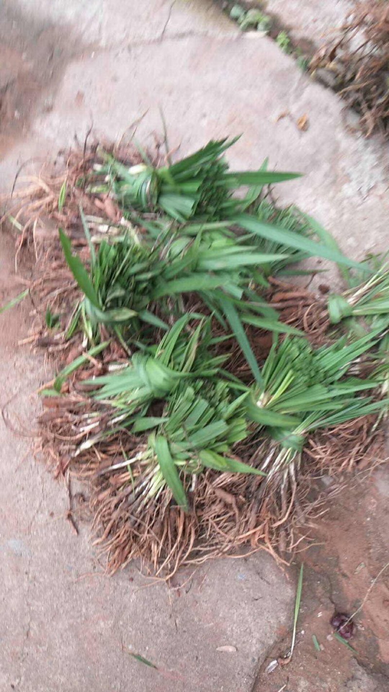 仙茅