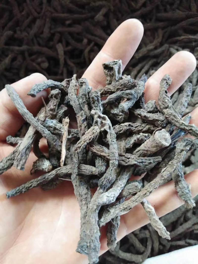 仙茅