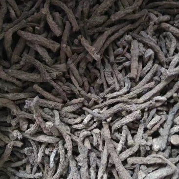 仙茅