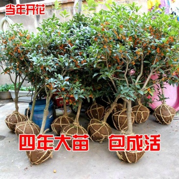 今年开花4年桂花树苗盆栽金桂四季桂沉香桂丹桂天香台阁地栽