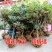 今年开花4年桂花树苗盆栽金桂四季桂沉香桂丹桂天香台阁地栽
