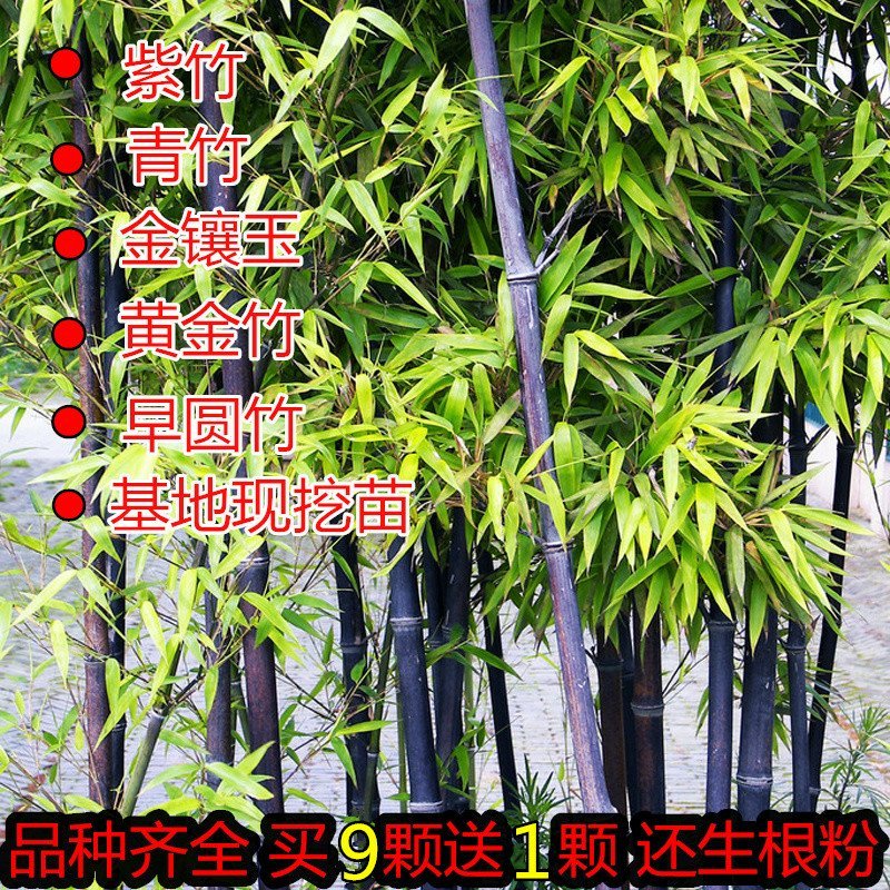 竹子苗紫竹苗黄金竹苗青竹苗金镶玉竹子苗绿化植物庭院绿植盆