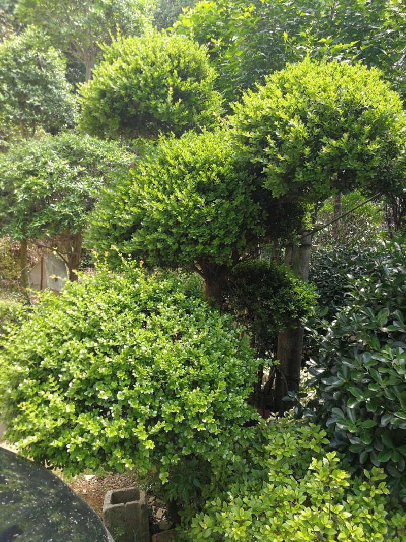 四季青海桐红继木红叶石楠等等