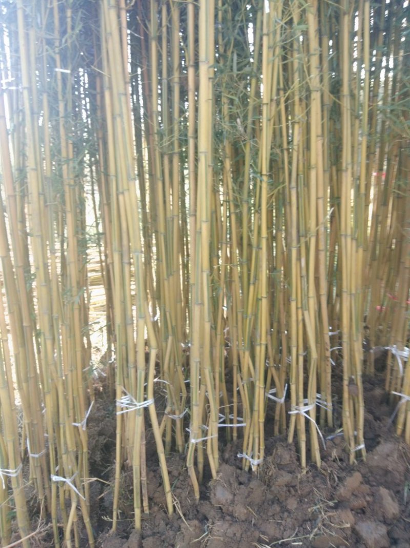 四季青竹苗，黄金竹，紫竹，金镶玉竹基地直销