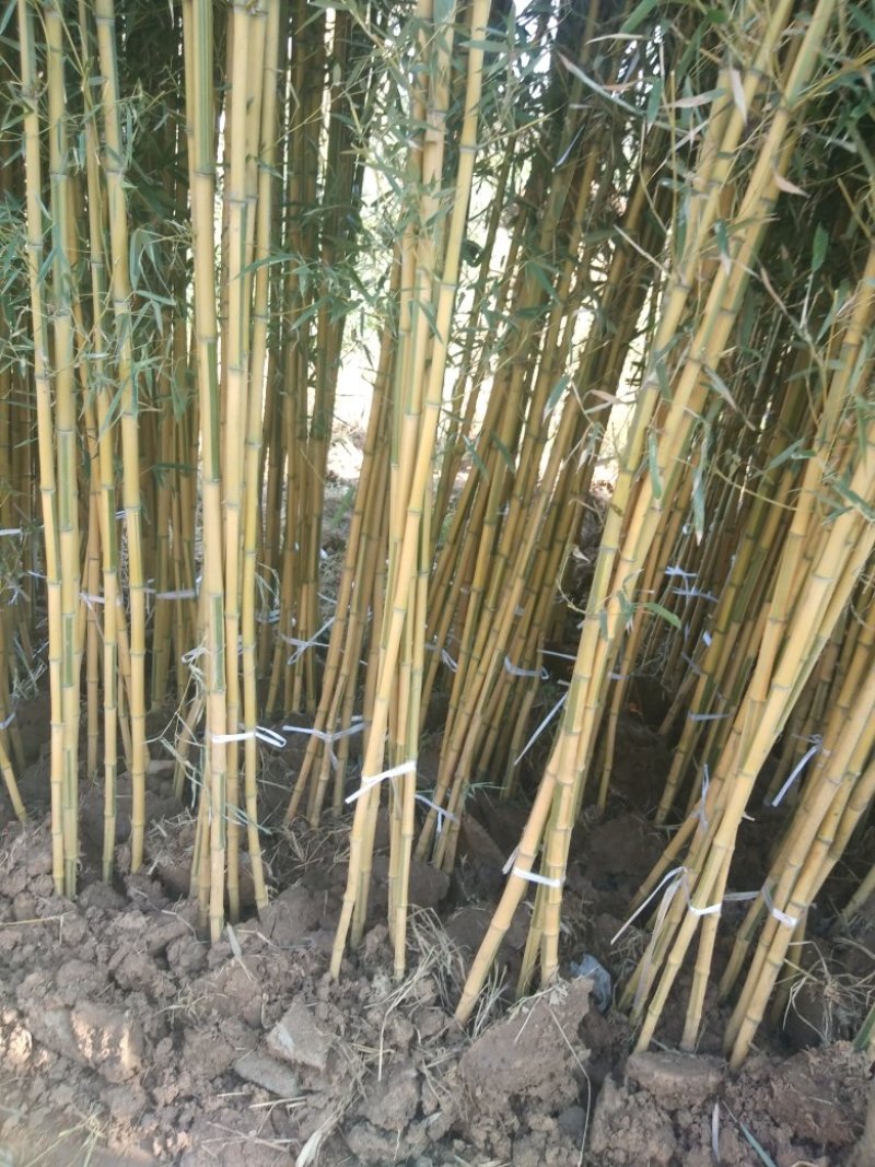 四季青竹苗，黄金竹，紫竹，金镶玉竹基地直销