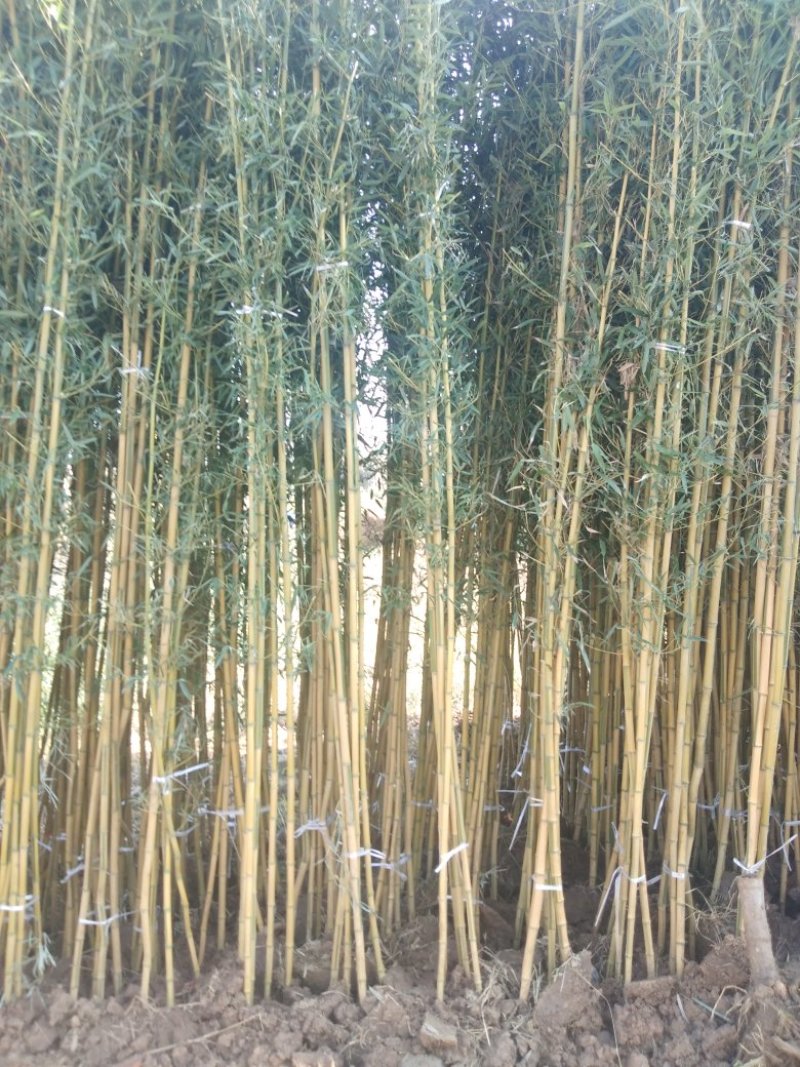四季青竹苗，黄金竹，紫竹，金镶玉竹基地直销