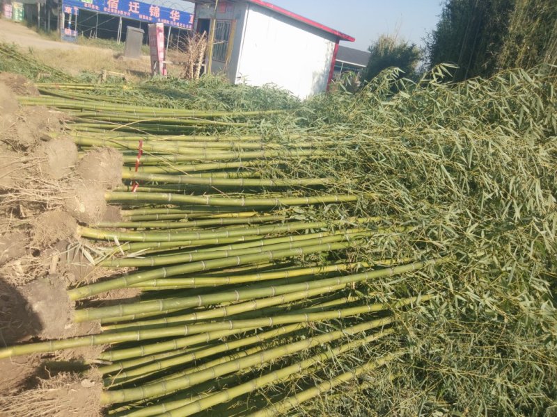 四季青竹苗，黄金竹，紫竹，金镶玉竹基地直销