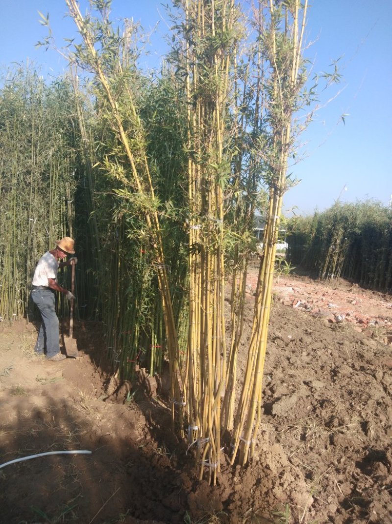 四季青竹苗，黄金竹，紫竹，金镶玉竹基地直销