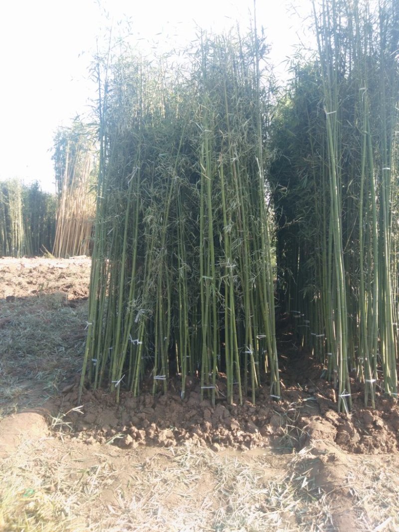 四季青竹苗，黄金竹，紫竹，金镶玉竹基地直销