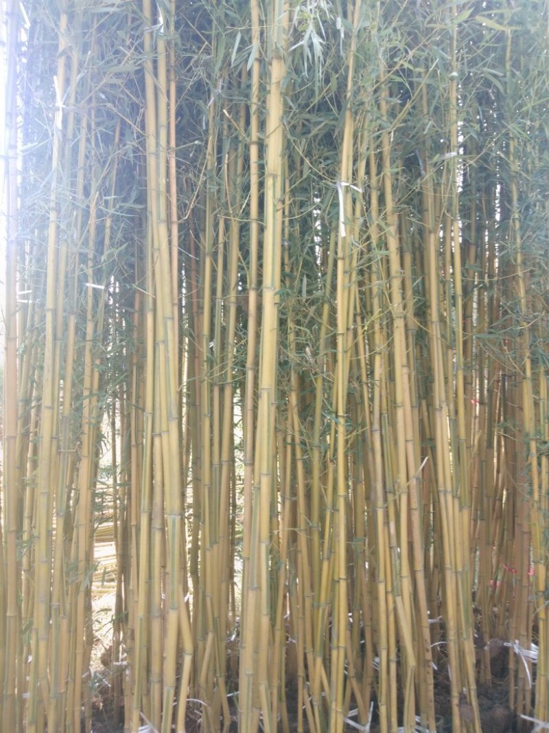 四季青竹苗，黄金竹，紫竹，金镶玉竹基地直销