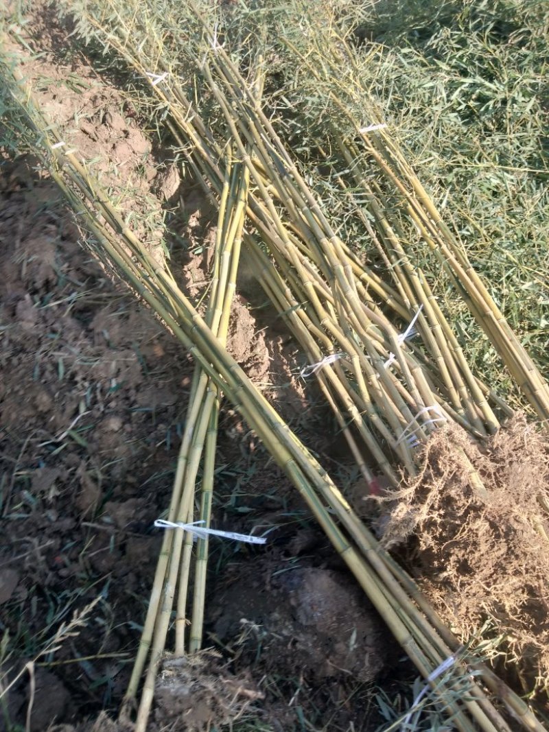 四季青竹苗，黄金竹，紫竹，金镶玉竹基地直销
