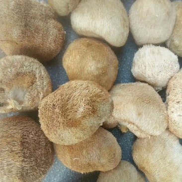 猴头菇
