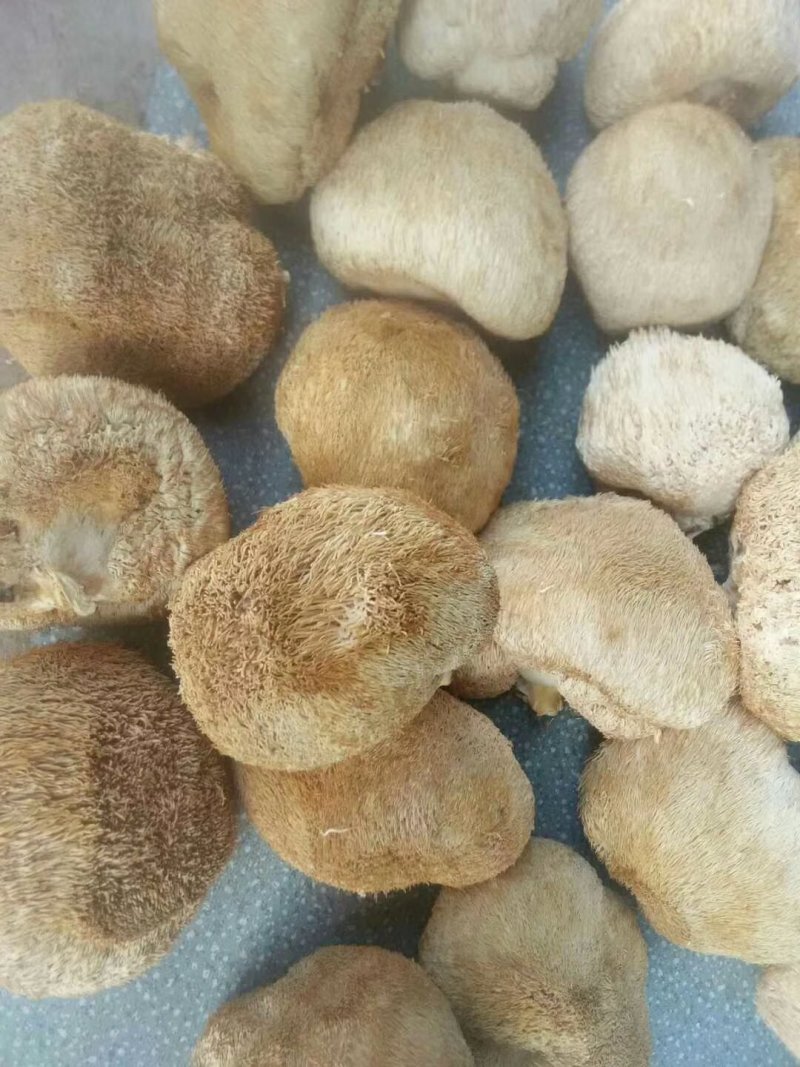 猴头菇