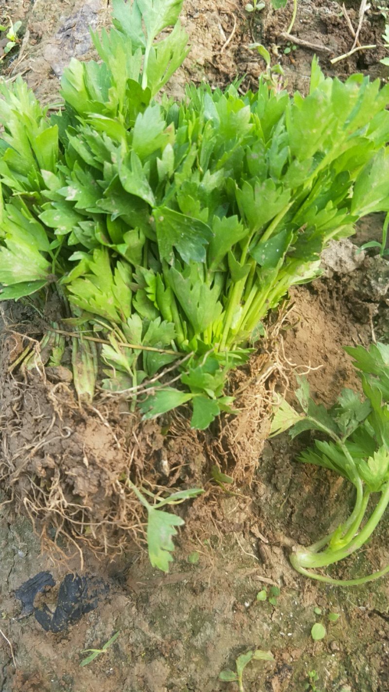 西芹苗，芹菜苗