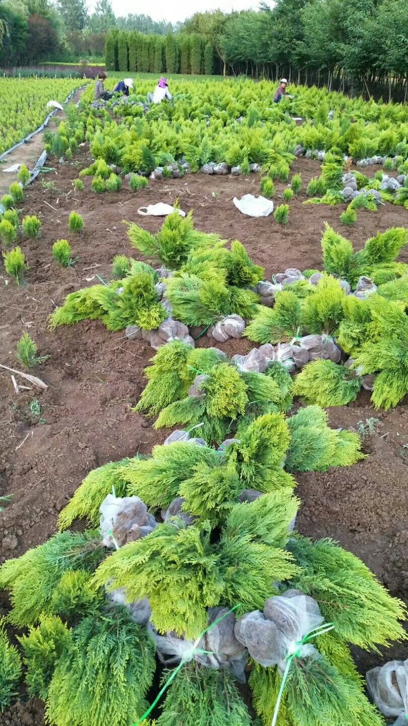 洒金柏.洒金柏小苗.洒金柏球