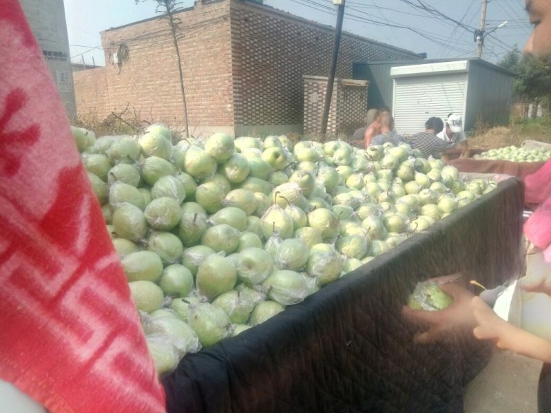 种植基地直发，泊头鸭梨皇冠梨正宗产地，欢迎老板合做谢～。