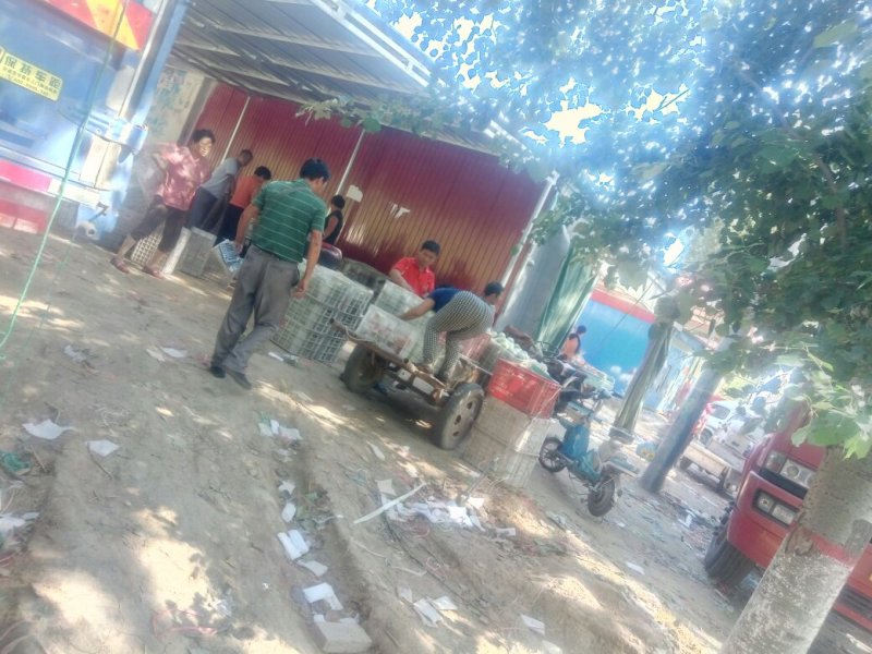种植基地直发，泊头鸭梨皇冠梨正宗产地，欢迎老板合做谢～。