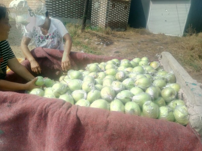 种植基地直发，泊头鸭梨皇冠梨正宗产地，欢迎老板合做谢～。