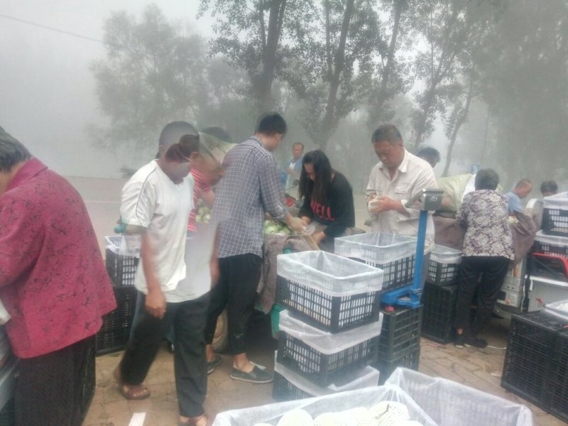 种植基地直发，泊头鸭梨皇冠梨正宗产地，欢迎老板合做谢～。