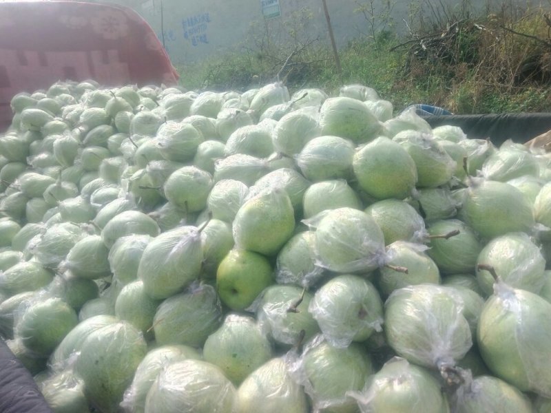 种植基地直发，泊头鸭梨皇冠梨正宗产地，欢迎老板合做谢～。