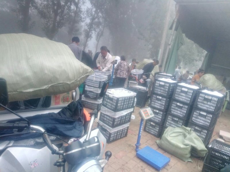 种植基地直发，泊头鸭梨皇冠梨正宗产地，欢迎老板合做谢～。