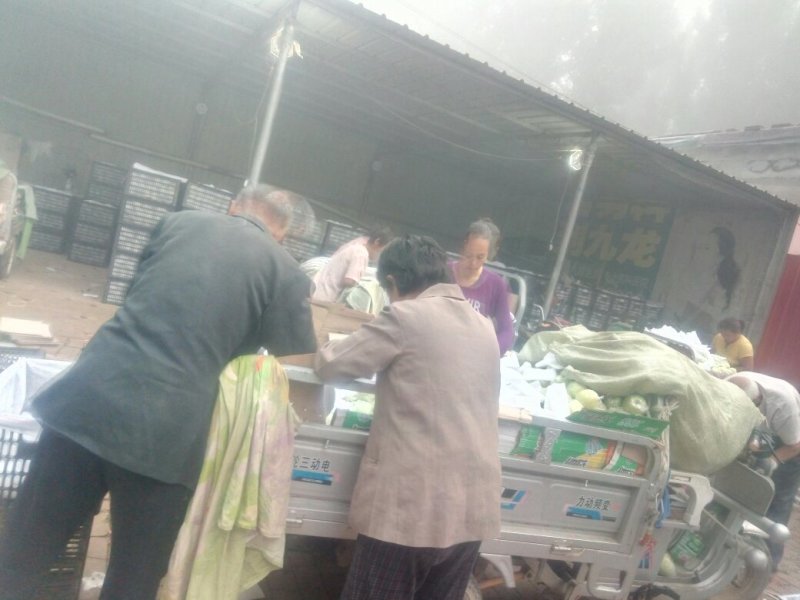 种植基地直发，泊头鸭梨皇冠梨正宗产地，欢迎老板合做谢～。
