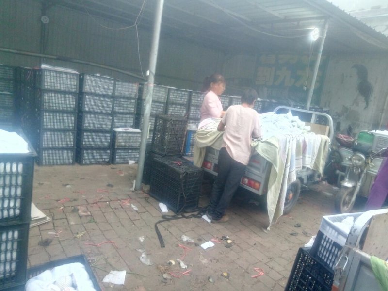 种植基地直发，泊头鸭梨皇冠梨正宗产地，欢迎老板合做谢～。