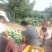种植基地直发，泊头鸭梨皇冠梨正宗产地，欢迎老板合做谢～。