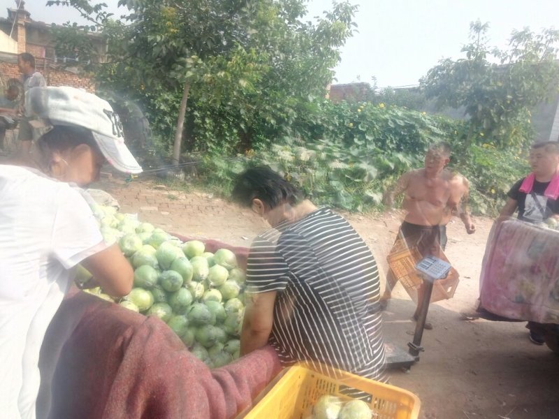 种植基地直发，泊头鸭梨皇冠梨正宗产地，欢迎老板合做谢～。