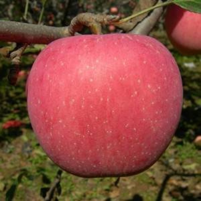 纸袋新红星苹果75以上通货