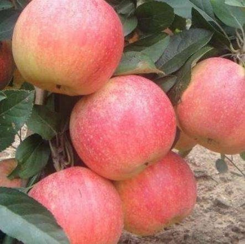 纸袋新红星苹果75以上通货