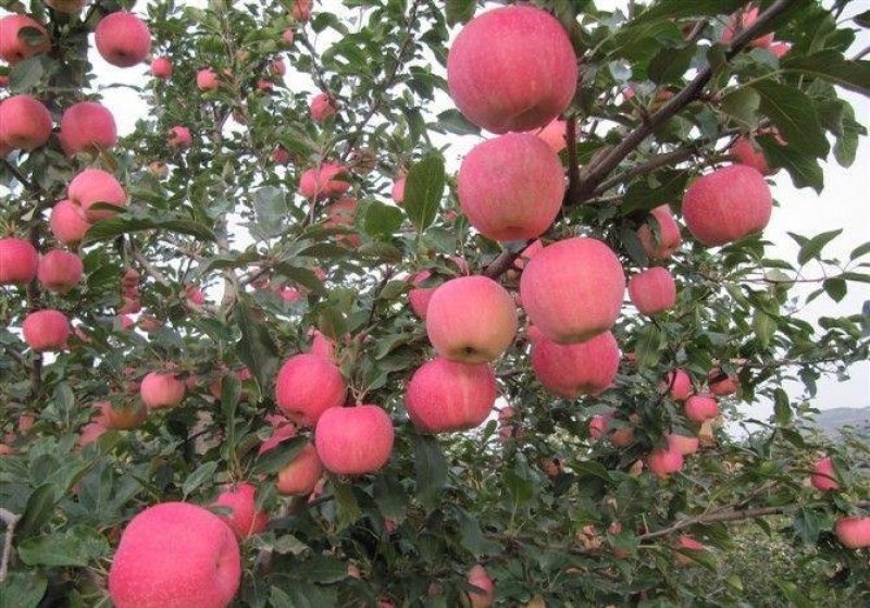 纸袋新红星苹果75以上通货