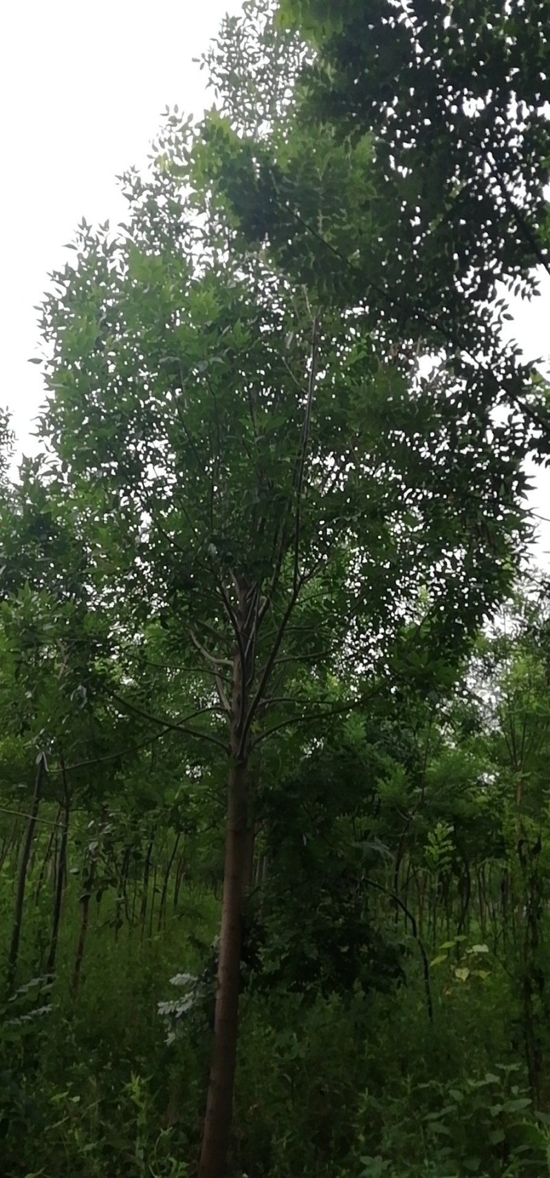 白蜡树10-11公分