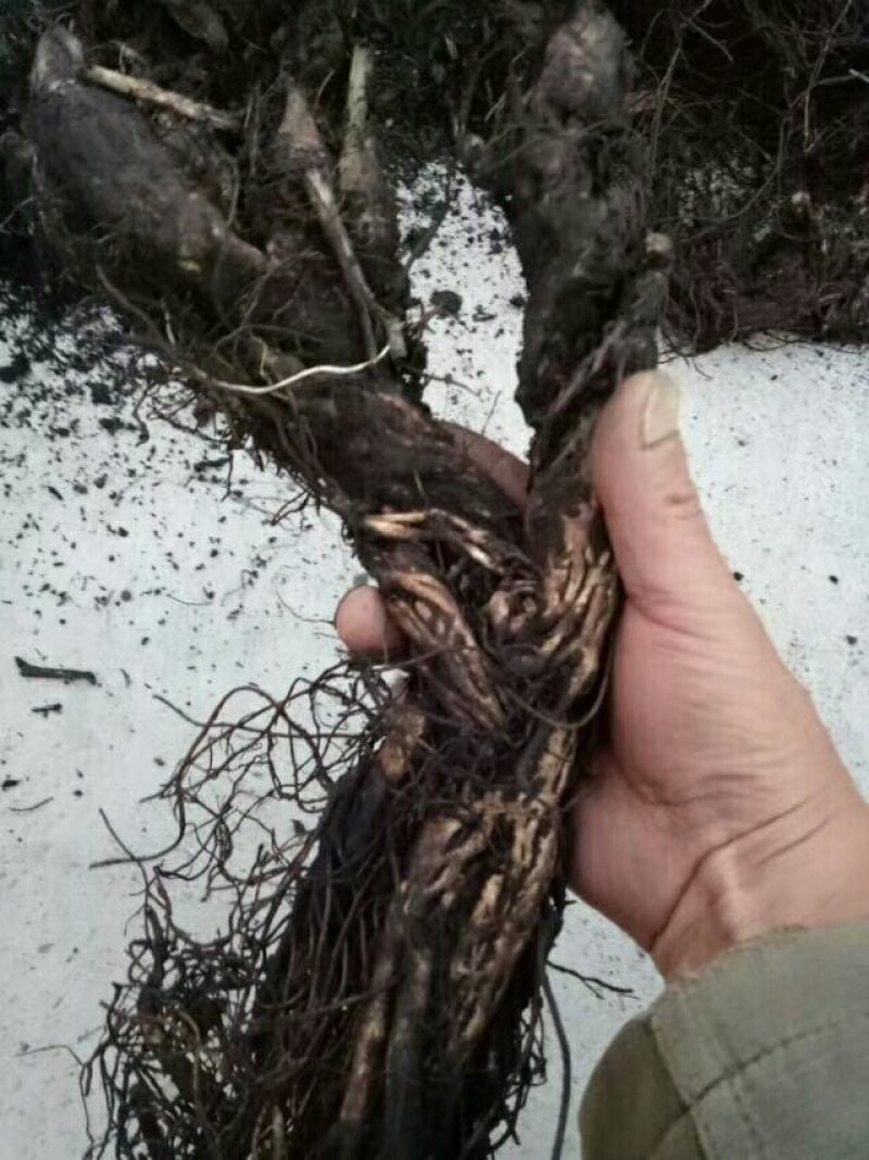 高乌头