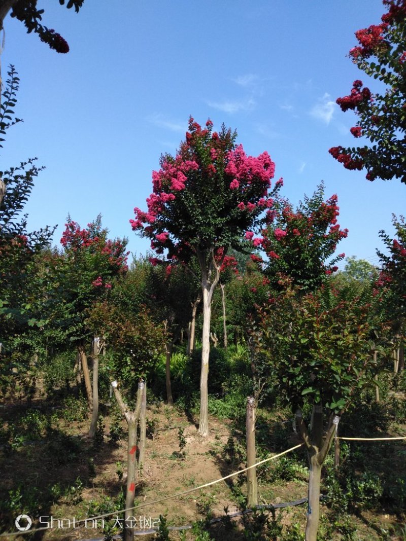 美国三红紫薇红火箭红火球天鹅绒基地直销无中介