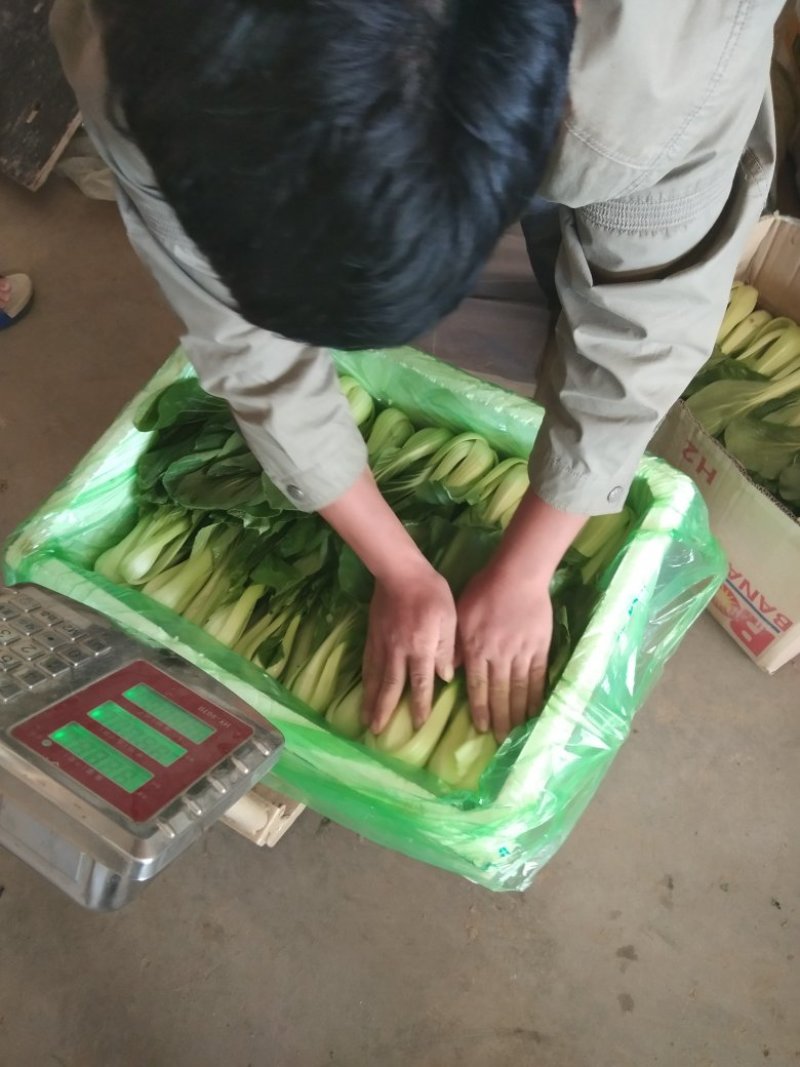 上海青产地直供