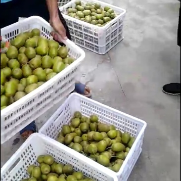 红心猕猴桃