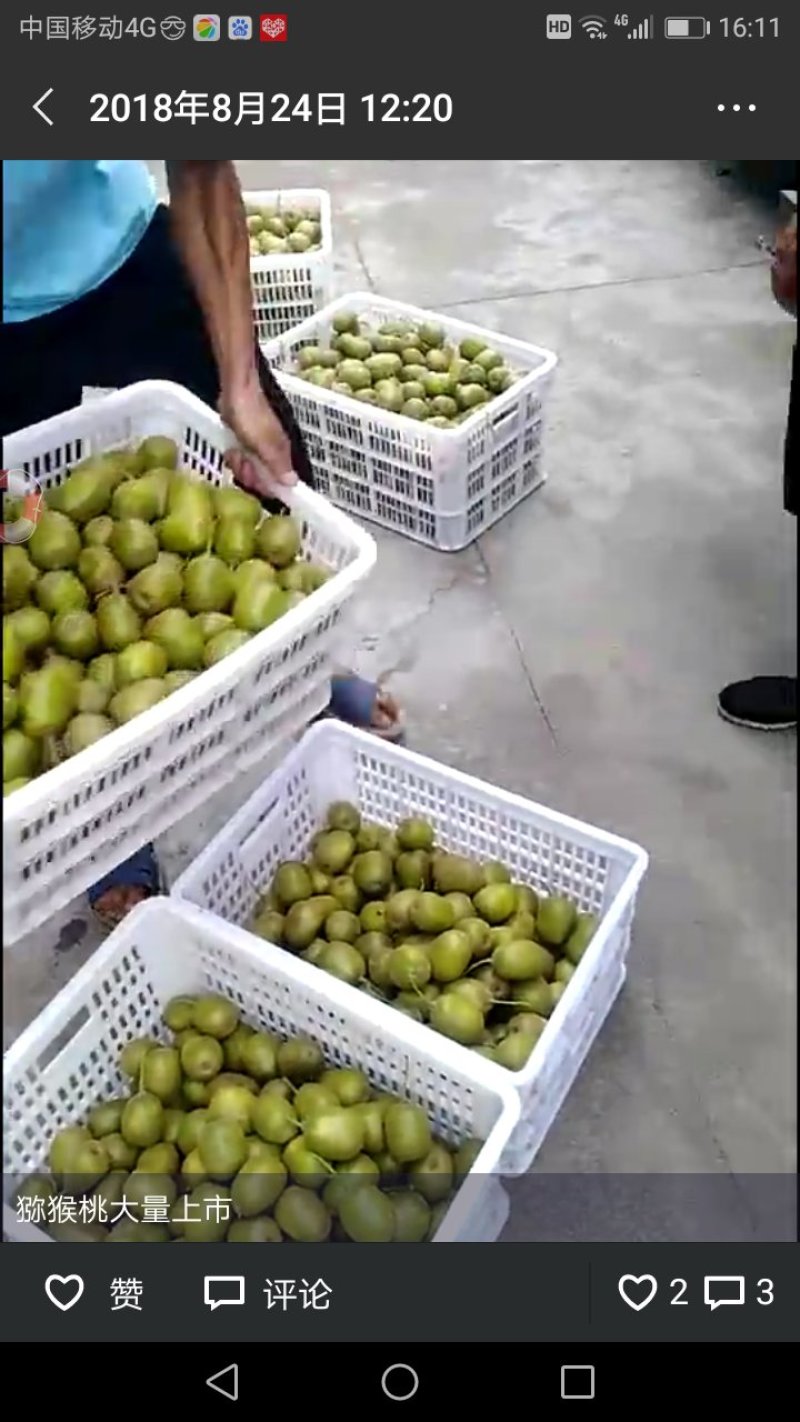 红心猕猴桃