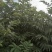 吴茱萸小花