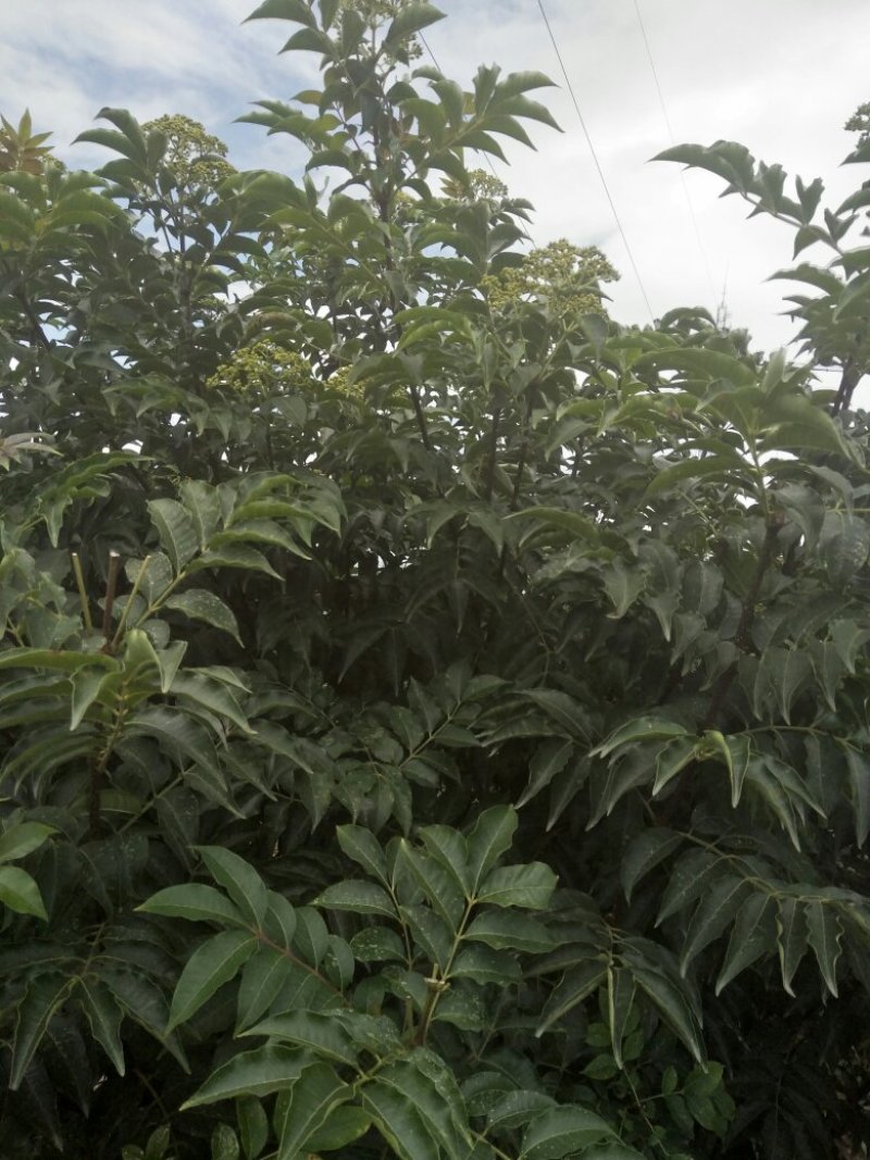 吴茱萸小花