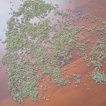 吴茱萸小花