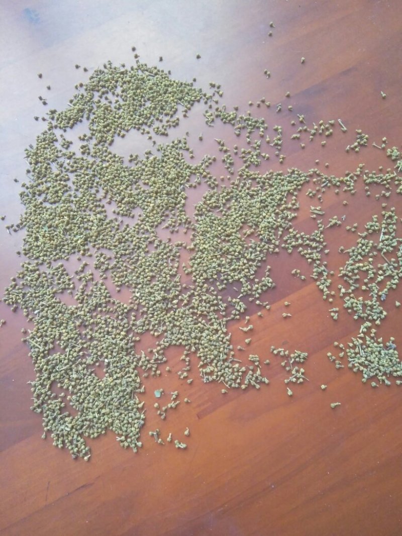 吴茱萸小花
