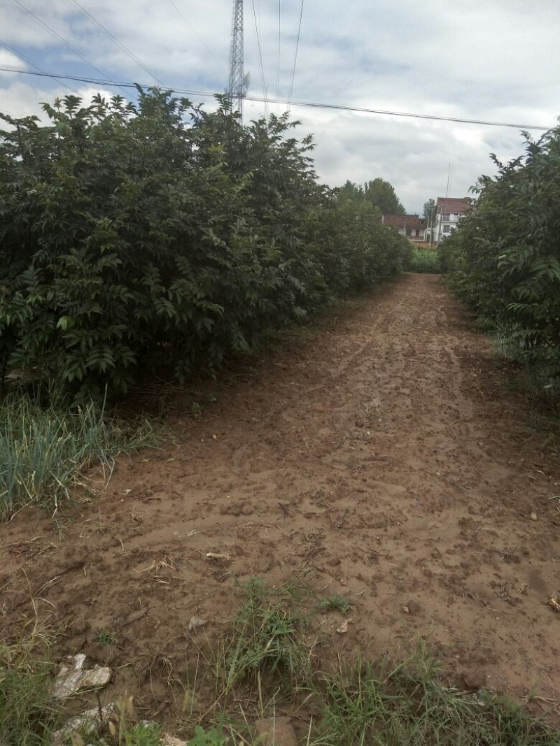 吴茱萸小花