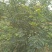 吴茱萸小花
