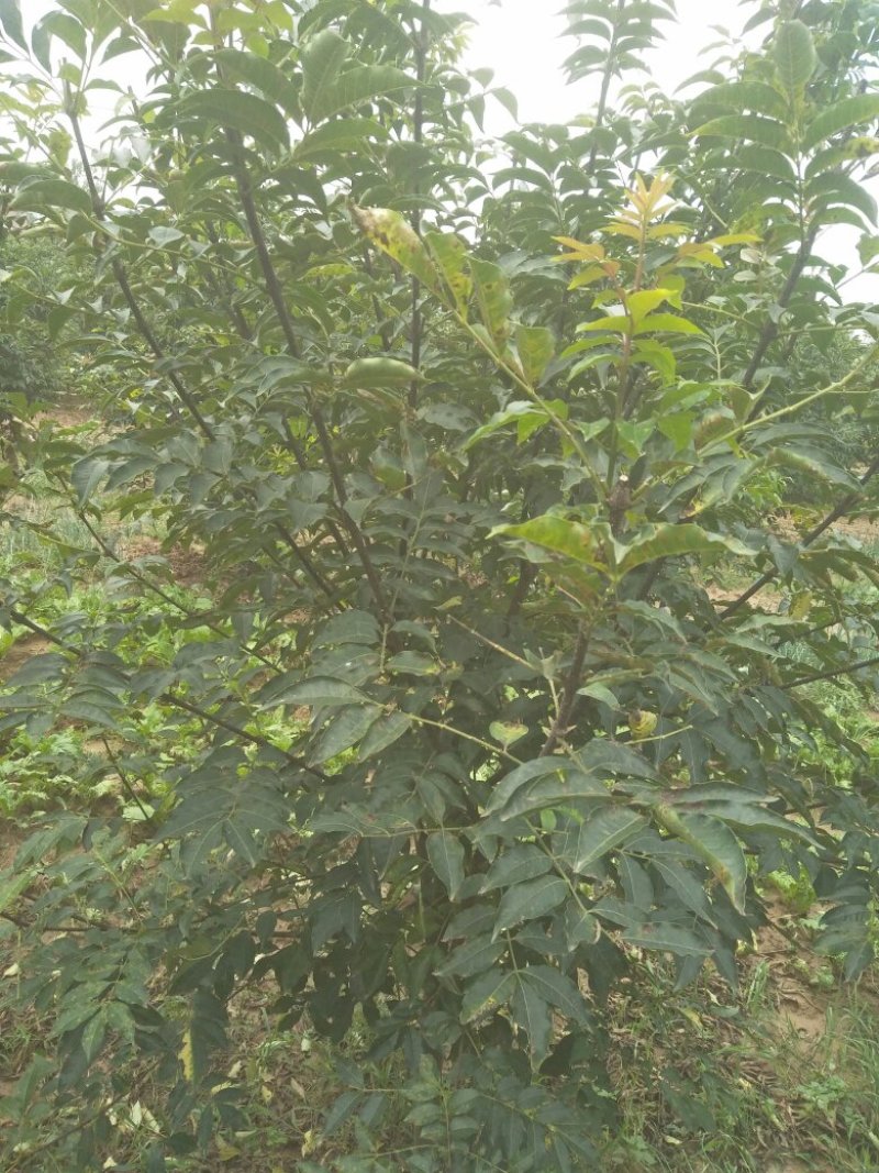 吴茱萸小花